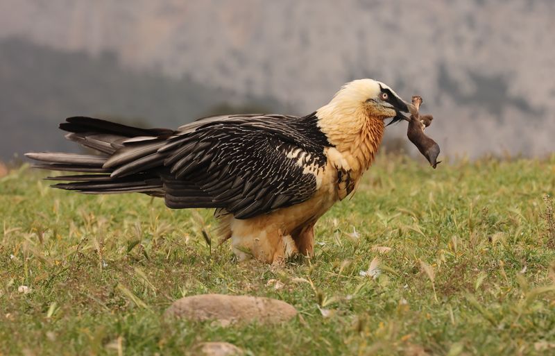 Bearded Vulture