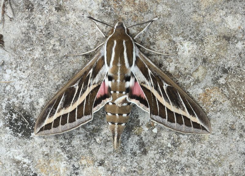 Striped Hawk Moth