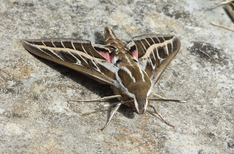Hawk Moths