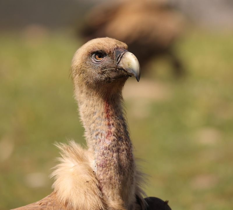 European Griffon Vulture