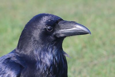 Northern Ravens