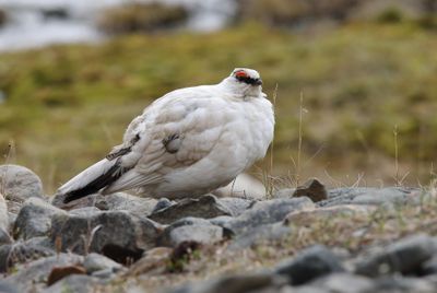 Rock Ptarmigan