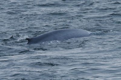 Blue Whale
