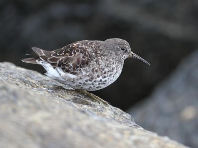 Purple Sandpiper