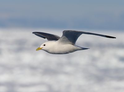 Black-legged Kittiwake