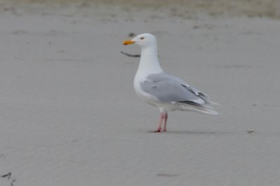 Glaucous Gull