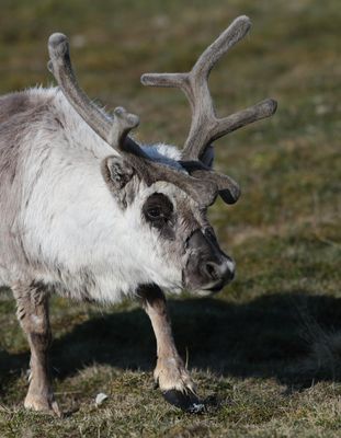 Svalbard Reindeer