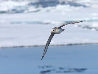 Blue Fulmar