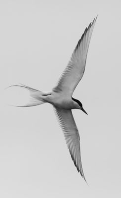 Arctic Tern