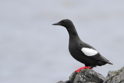 Black Guillemot