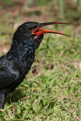 Green Wood-Hoopoe