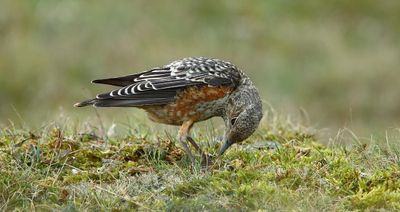 Rufous-tailed Rock-thrush