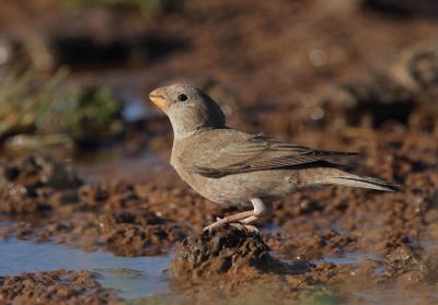 Trumpeter Finch