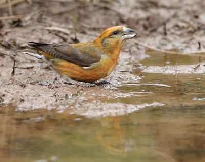 Red Crossbills