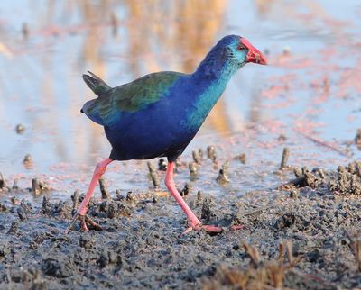 African Swamphen