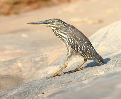 Green-backed Heron