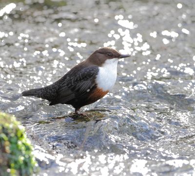 White-fronted Dipper