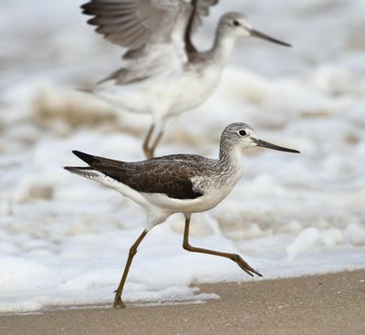 Greenshanks