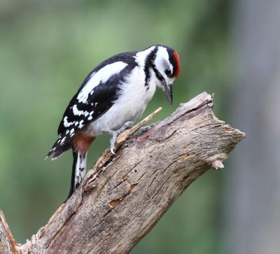 Great-spotted Woodpecker