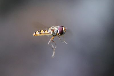 Insects (mostly) in flight