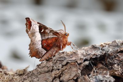 Thorn Moths