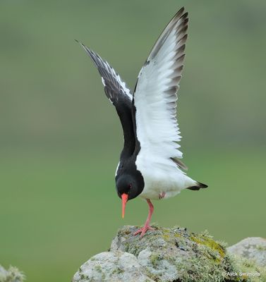 Eurasian Oystercatcher