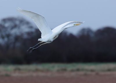 Great Egret