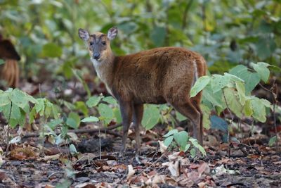 Indian Muntjac
