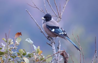 Black-headed Jay