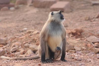 Northern Plains Langur