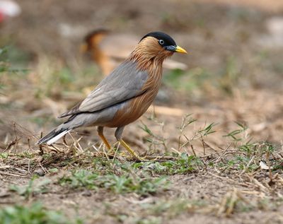 Starlings and Mynas of India