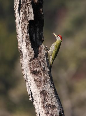 Streak-throated Woodpecker
