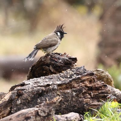 Himalayan Bulbul