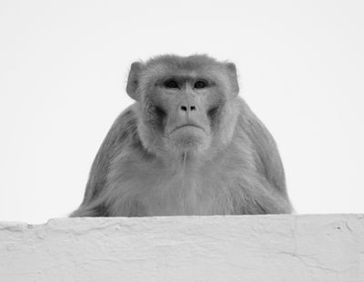 Rhesus Macaques