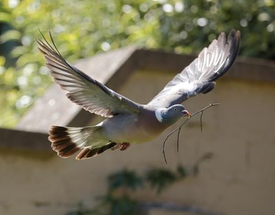 Wood Pigeons