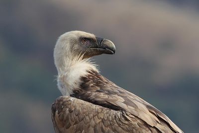 European Griffon Vulture