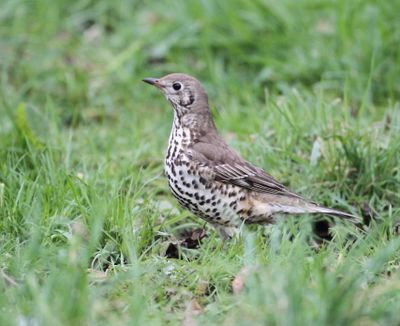 Mistle Thrushes