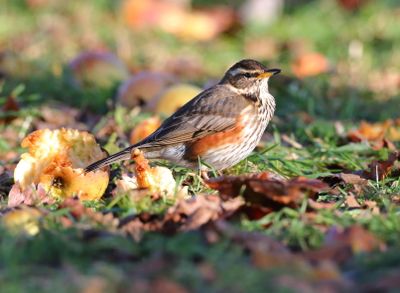 Redwings