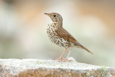Song Thrushes