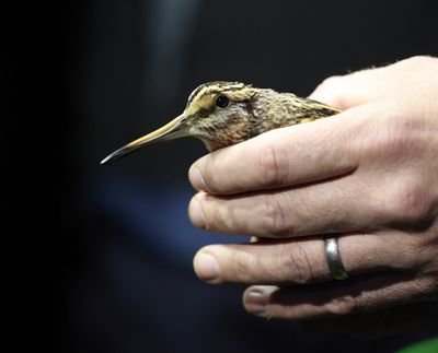 Snipe and Woodcock