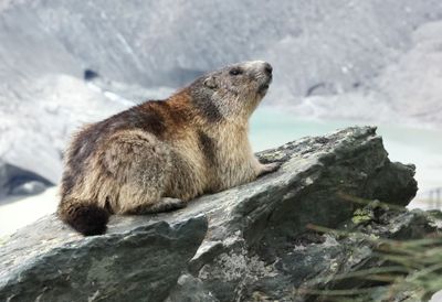 Alpine Marmot