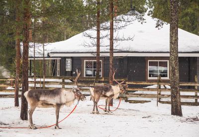Reindeer are an integral part of the culture in Lapland.