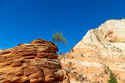 Lonely Cypress Tree in Zion National Park 