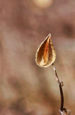 Milkweed  