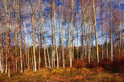 Birch Grove