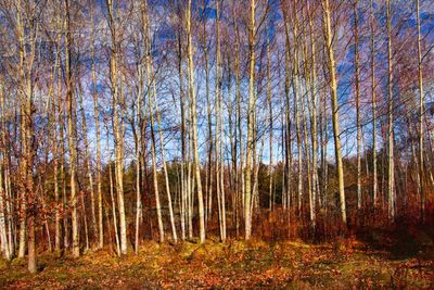 Birch Grove 