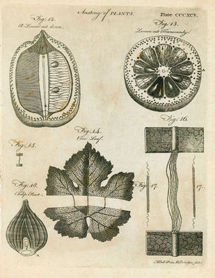 Anatomy of Plants 