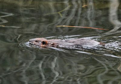 Beaver on a Mission  