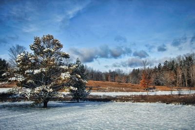 Arboretum Winter