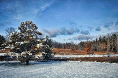 Arboretum Winter 